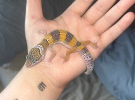Wild type baby ready to leave in 2/3 weeks!!