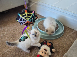 Last one female beautiful Ragdoll kittens