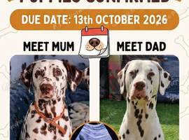 We have arriving a litter of liver spotted puppies due around 13th October ready to leave first week january