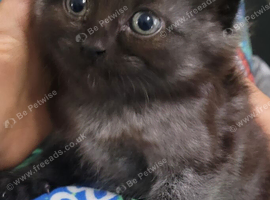 Fluffy siberian kittens