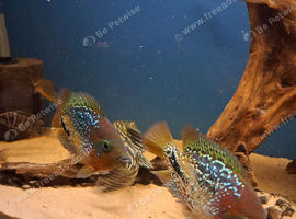 Pair of blue spot synspilums