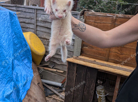 Ferrets for sale