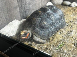 Redfoot tortoise