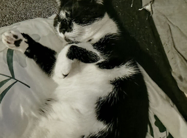 3 cats