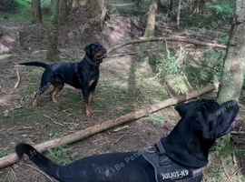 Cane Corso x Rottweiler puppies