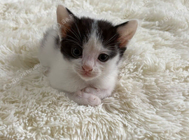 Beautiful 2 male kittens