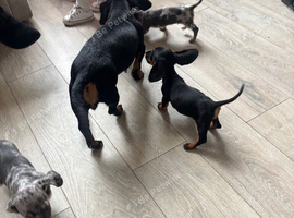 Miniature dachshunds