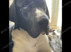 Great Dane cross Akita