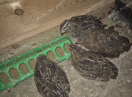 Quails for sale