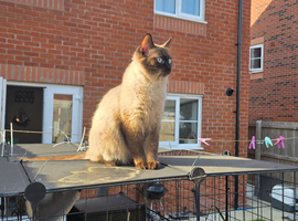 Mink ragdoll