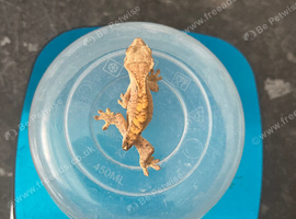 Young crested gecko ready to leave SOON!
