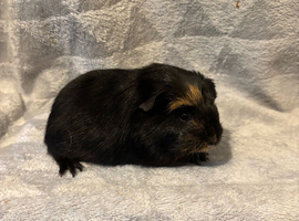 Single baby boy guinea pig