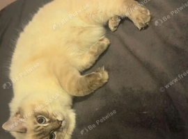 Ragdoll gccf registered.