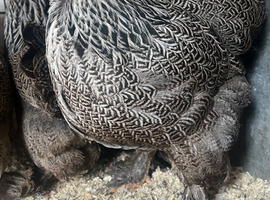 130 brhams chicks
