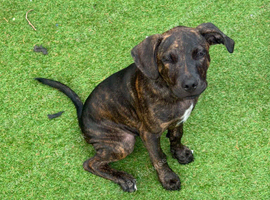 Mastiff cross border collie puppy