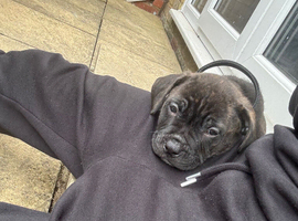 Cane corso