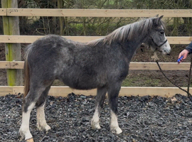 Elmswood Royal Duke