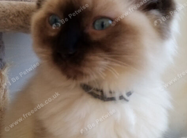 Lovely Ragdoll kittens for sale
