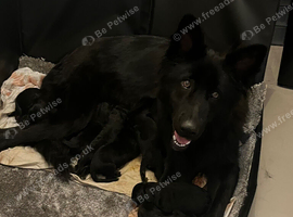 1 black girl straight back long coat German shepherd