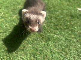 Half European polecat