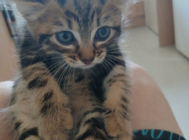 Male kitten for sale