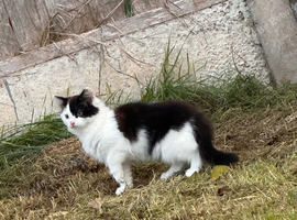 2 kitty