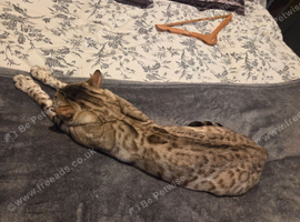 SNOW BENGAL. For STUD