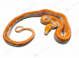 white albino pied poss citron