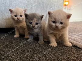 British shorthair kittens.