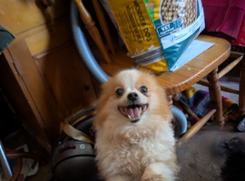 Lovely friendly little pom bitch