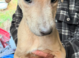 Lurcher pup