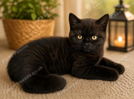 British Shorthair