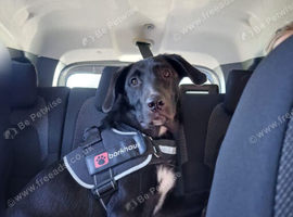Labrador cross