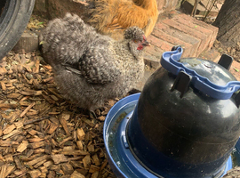 Silkie cockerels for sale