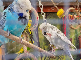 Budgies