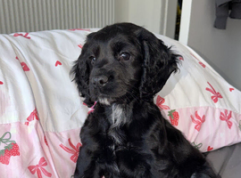 Kc 8 weeks puppy for sale
