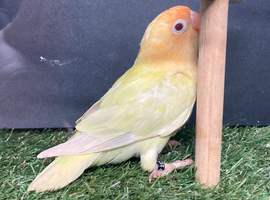 Love birds pale fallow
