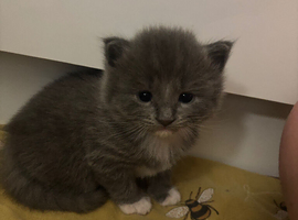 Ragdoll cross Russian blue