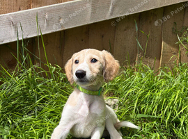 Beautiful KC registered puppies