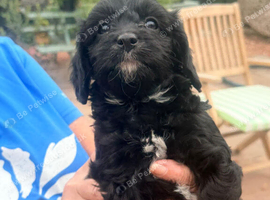 Beautiful Cavapoo puppies