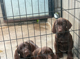 3 Beautiful Pointer Puppies