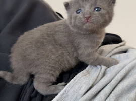 Beautiful grey male kitten