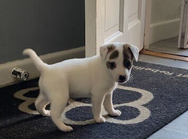 Jack Russell pup