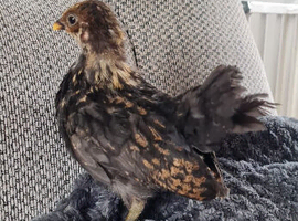 5 week old serama chicken