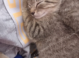 Beautiful kittens for sale