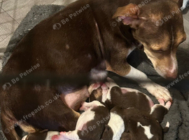 2 female Jack Russell pups short legged