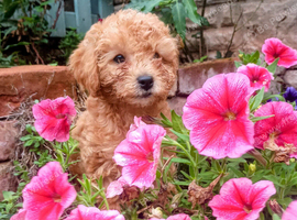 F1BB CAVAPOO PUPPIES