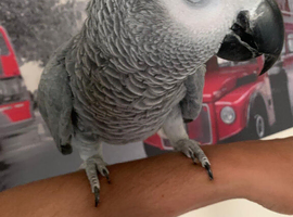 Tame and talkative African grey