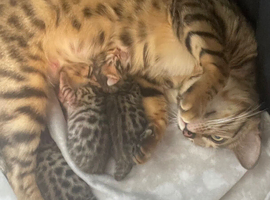 2 male bengal kittens