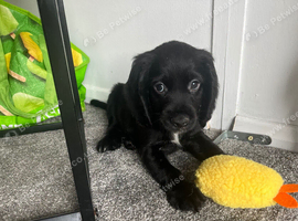 Gorgeous Cocker Spaniel Puppies &ndash; Ready Now